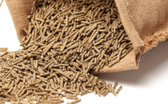 South America Animal Feed Additive Market Analysis, Opportunities, Growth, Size, Share and Forecast