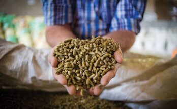 United States Animal Feed Market Analysis, Opportunity, Growth, Size, Share, Trends and Forecast