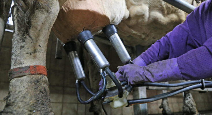 milking machines market