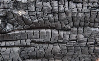 Carbonized Wood Market