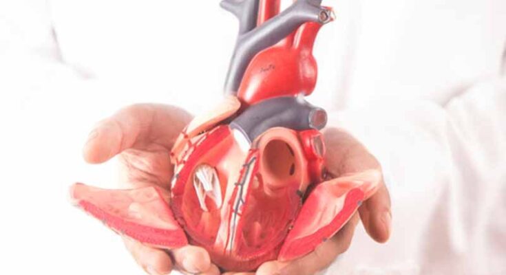 Congenital Heart Disease Occluder Market