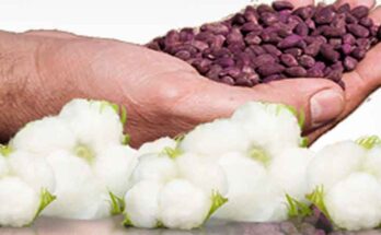 Cotton And Cotton Seed Market