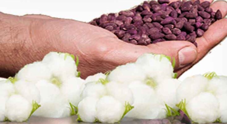 Cotton And Cotton Seed Market