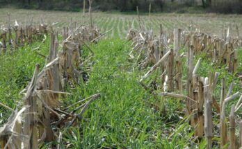 Cover Crops Market Analysis, Demand, Scope, Share, Size, Opportunities & Forecast