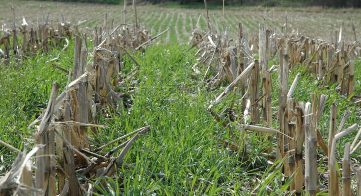 Cover Crops Market Analysis, Demand, Scope, Share, Size, Opportunities & Forecast