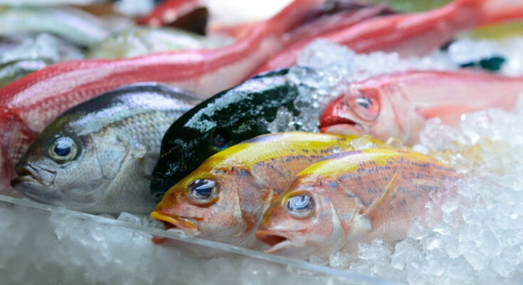 Frozen Fish Market