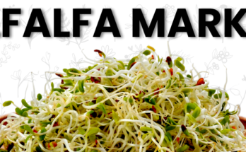 Global Alfalfa Market Analysis, Opportunity, Demand, Share, Size & Forecast