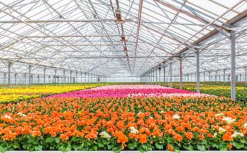 Global Floriculture Market Analysis, Opportunity, Demand, Share, Size, Trends & Forecast