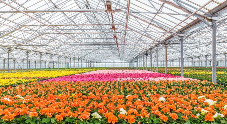 Global Floriculture Market Analysis, Opportunity, Demand, Share, Size, Trends & Forecast