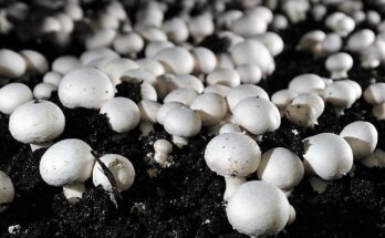 Global Mushroom Cultivation Market Analysis, Opportunity, Share, Size, Growth & Size