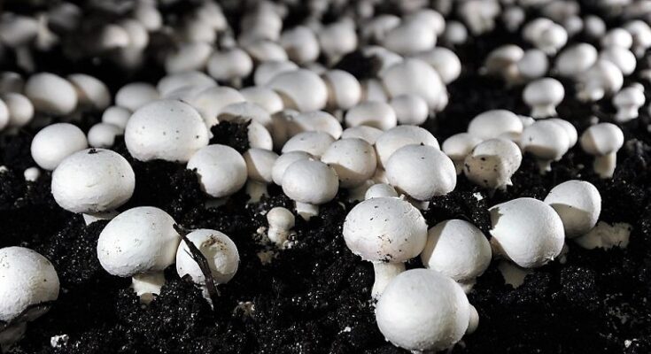 Global Mushroom Cultivation Market Analysis, Opportunity, Share, Size, Growth & Size