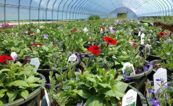 India Online Nursery Market Analysis, Demand, Scope, Share, Size, Opportunities & Forecast