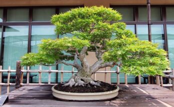 Japan Bonsai Market Analysis, Demand, Scope, Share, Size, Opportunities & Forecast