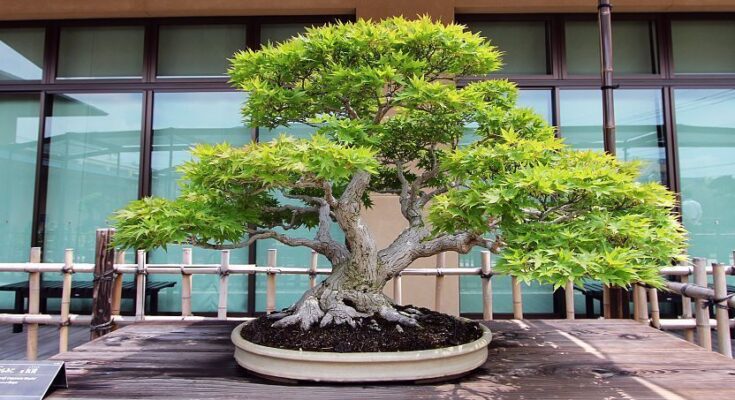 Japan Bonsai Market Analysis, Demand, Scope, Share, Size, Opportunities & Forecast