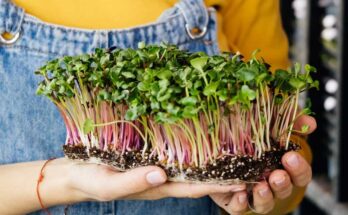 Microgreens Market Analysis, Growth, Trends, Share, Size & Forecast