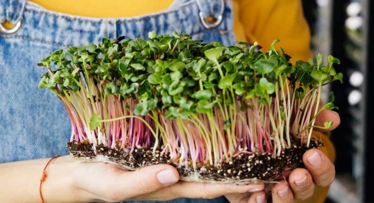 Microgreens Market Analysis, Growth, Trends, Share, Size & Forecast