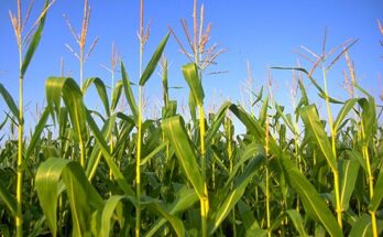 Minichromosomal Technology In Agriculture Market Analysis, Demand, Scope, Share, Size, Opportunities & Forecast