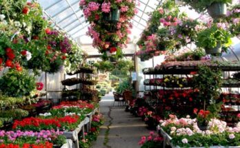 Online Nursery Market Analysis, Demand, Scope, Share, Size, Opportunities & Forecast