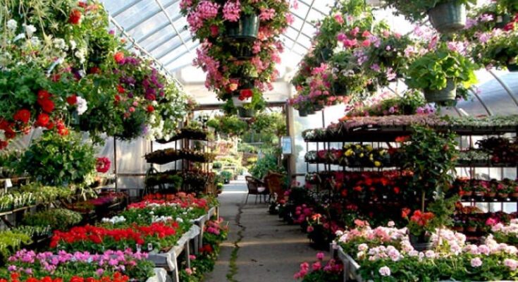 Online Nursery Market Analysis, Demand, Scope, Share, Size, Opportunities & Forecast