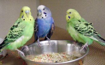 Pet Bird Food And Treats Market