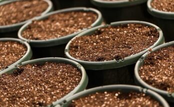 Premium Potting Soils Market Trends