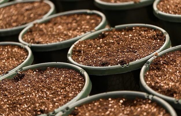 Premium Potting Soils Market Trends