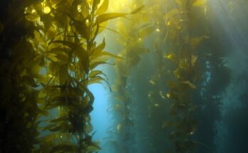 Seaweed Fertilizers Market Analysis, Demand, Scope, Share, Size, Opportunities & Forecast