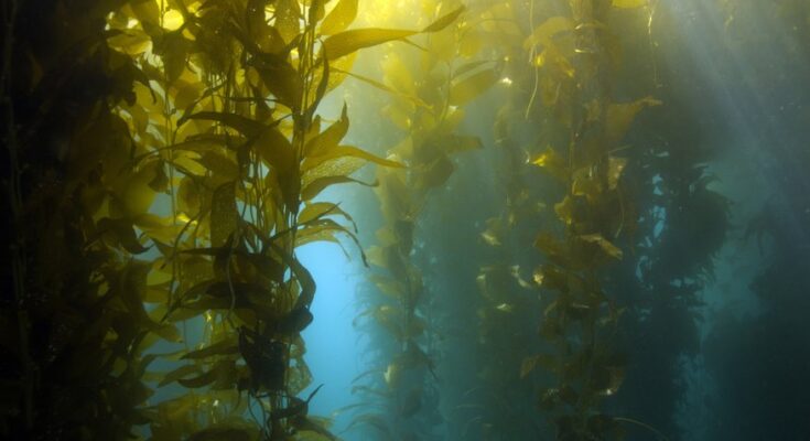 Seaweed Fertilizers Market Analysis, Demand, Scope, Share, Size, Opportunities & Forecast