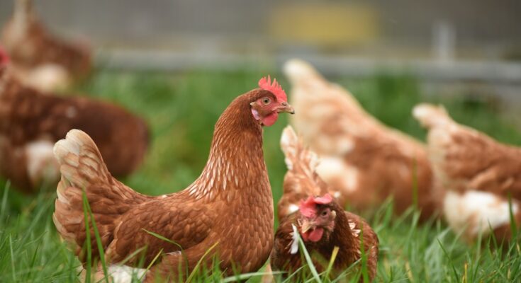 organic poultry market