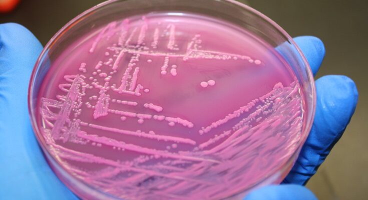 Bacteriological Agar