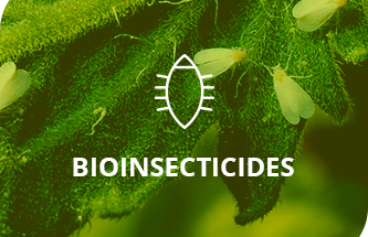 Bioinsecticides Market 2017-2027: Regional Analysis and Forecast | TechSci Research