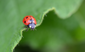 Biological Control Agents Market Analysis, Share, Trends, Demand, Size, Opportunity & Forecast