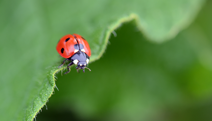 Biological Control Agents Market Analysis, Share, Trends, Demand, Size, Opportunity & Forecast