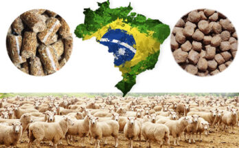 Brazil Animal Feed Market Analysis, Share, Trends, Demand, Size, Opportunity & Forecast