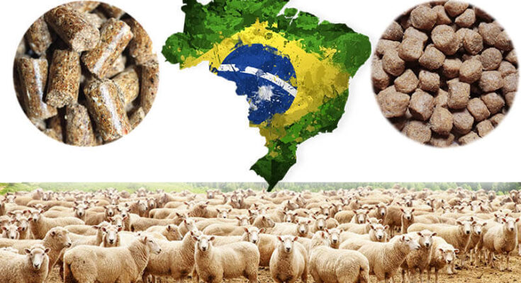 Brazil Animal Feed Market Analysis, Share, Trends, Demand, Size, Opportunity & Forecast