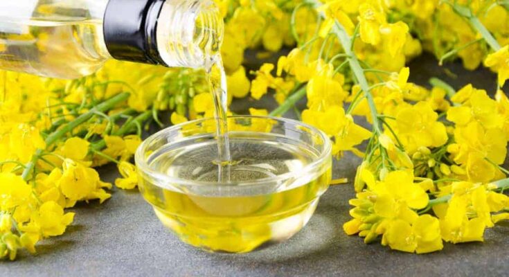 Canola Oil Market