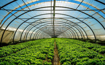 Commercial Greenhouse Market Projections Show Impressive CAGR for 2017-2027