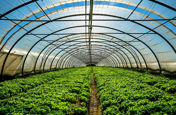 Commercial Greenhouse Market Projections Show Impressive CAGR for 2017-2027