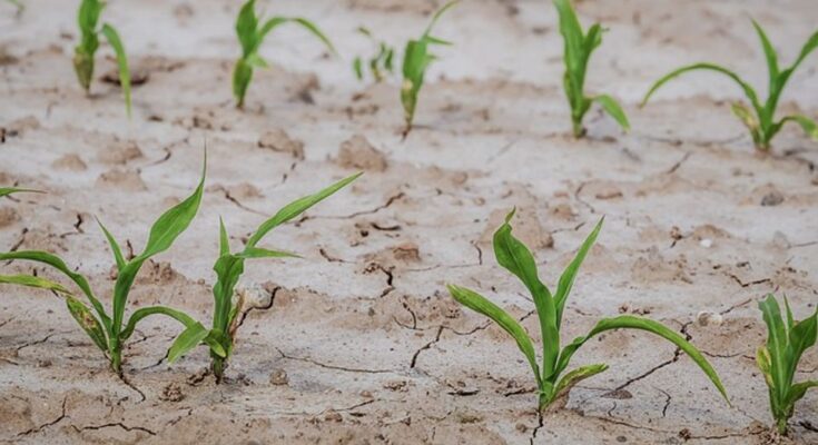 Drought Resistant Crops Market Size Is Likely to Experience a Tremendous Growth by 2017-2027