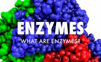 Global Enzymes Market