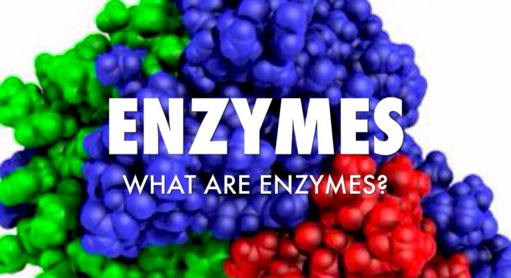 Global Enzymes Market