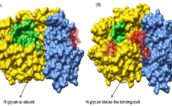 Global Hydrolase Enzymes Market