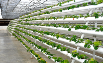 Global Hydroponics Market Analysis, Share, Trends, Demand, Size, Opportunity & Forecast