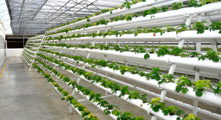 Global Hydroponics Market Analysis, Share, Trends, Demand, Size, Opportunity & Forecast