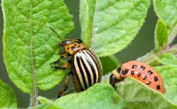 Global Integrated Pest Management Market Analysis, Share, Trends, Demand, Size, Opportunity & Forecast