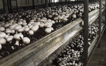 Global Mushroom Cultivation Market Analysis, Share, Trends, Demand, Size, Opportunity & Forecast