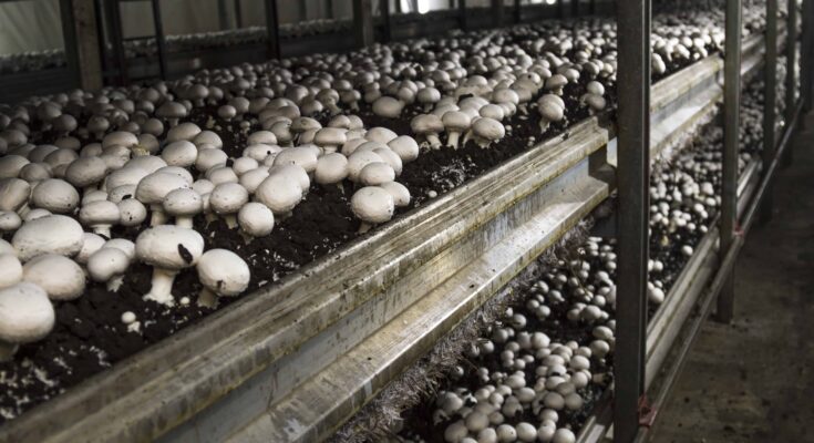 Global Mushroom Cultivation Market Analysis, Share, Trends, Demand, Size, Opportunity & Forecast