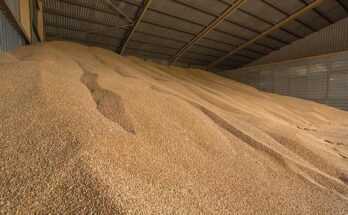 India Grain Analysis Market Set to Surpass Billions by 2018-2028 – TechSci Research