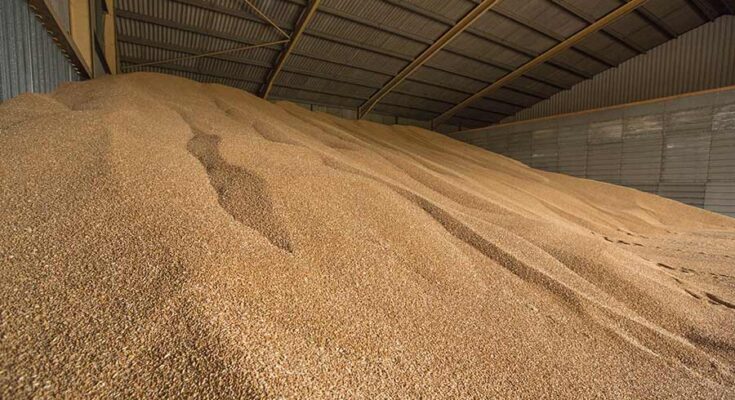 India Grain Analysis Market Set to Surpass Billions by 2018-2028 – TechSci Research