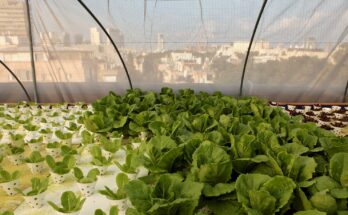 Israel Hydroponics Market Analysis, Share, Trends, Demand, Size, Opportunity & Forecast